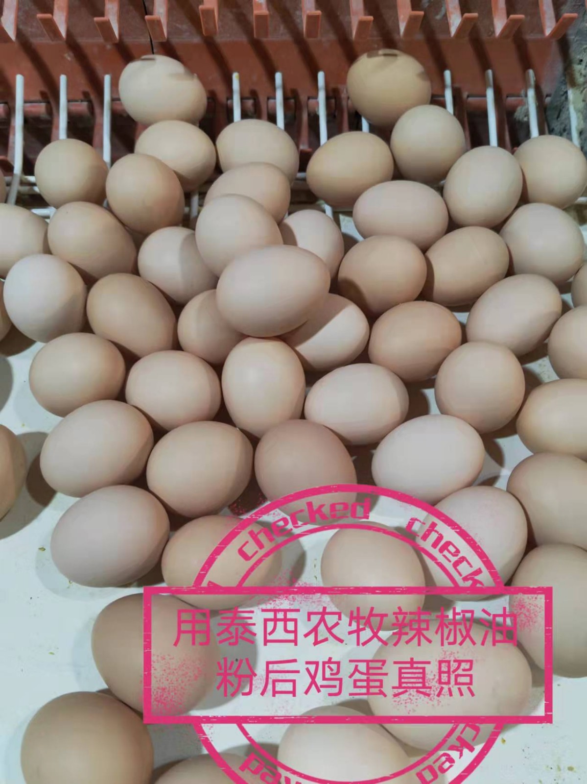 泰西農(nóng)牧發(fā)酵辣椒粕蛋雞添加破殼蛋少 腸道前后比較