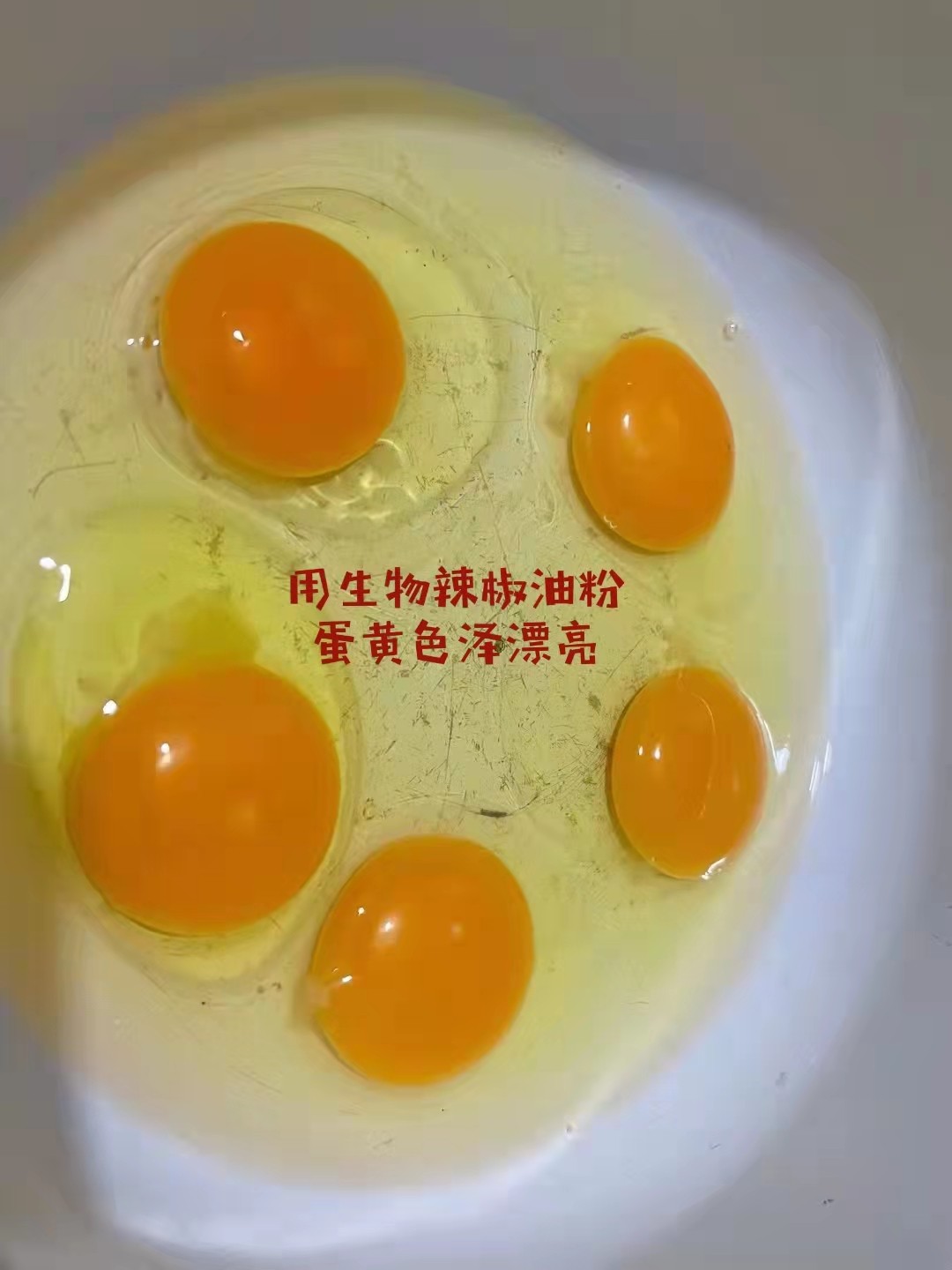 生物辣椒油粉蛋雞養(yǎng)殖雞蛋品質(zhì)無(wú)腥味