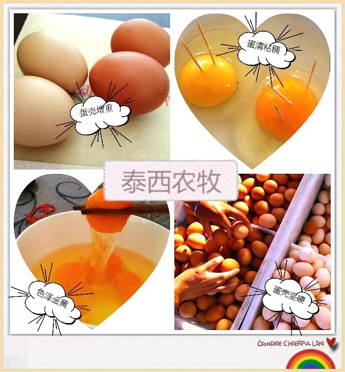 春季蛋雞好生長溫度