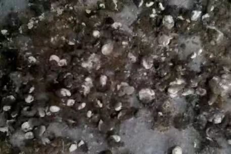 泰西農(nóng)牧發(fā)酵辣椒粕蛋雞添加破殼蛋少 腸道前后比較