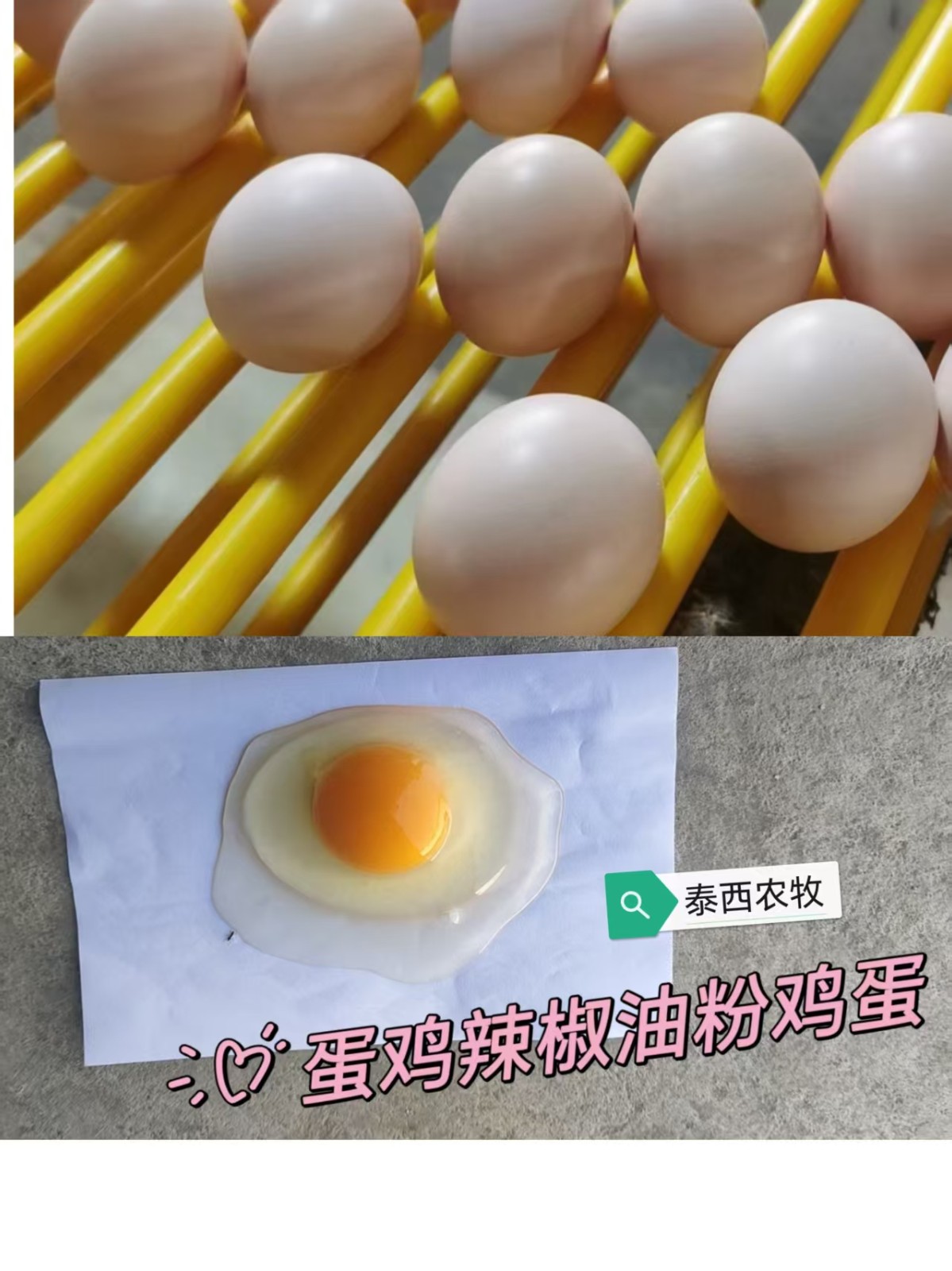 泰西農(nóng)牧生物辣椒油粉蛋雞養(yǎng)殖